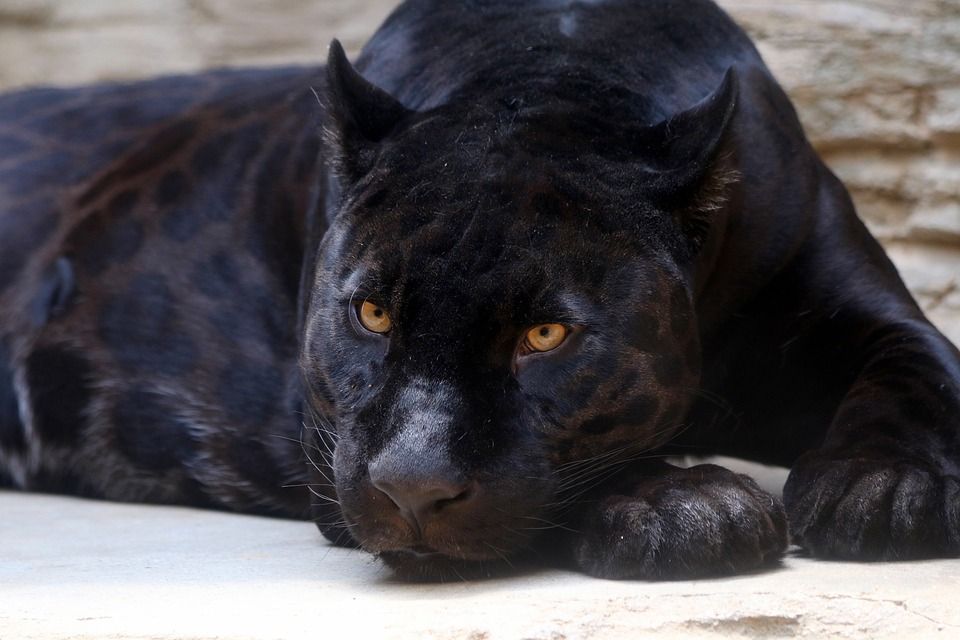 Woman Attacked by Jaguar at Arizona Zoo